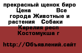 прекрасный щенок биро › Цена ­ 20 000 - Все города Животные и растения » Собаки   . Карелия респ.,Костомукша г.